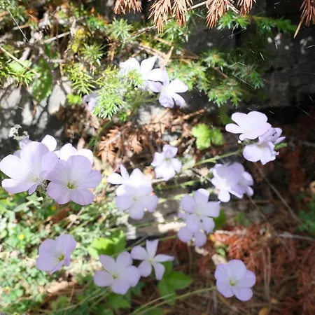 شقة Philia - Olympus *