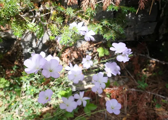 Lägenhet Philia - Olympus *